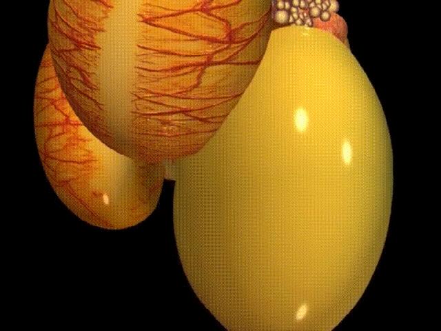 超生动|家禽生殖系统结构和禽蛋形成过程