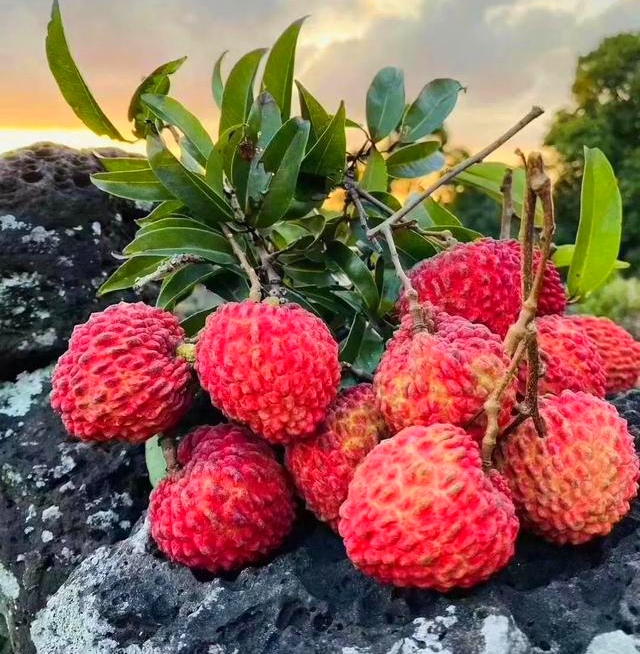 海南有哪些热带水果推荐,带你了解海南热带水果