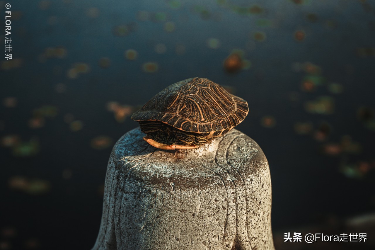 建水古城一座来了就不想走的古城,云南鲜为人知的秘境古城建水