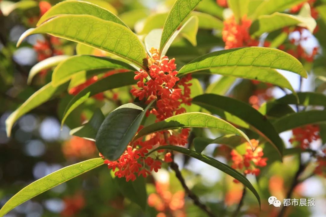 徐州市区桂花地图上线，能看又能吃！趁着十一假期快去吧