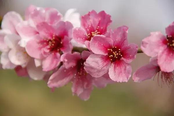 最适合赏花的花,视觉盛宴五种赏花名花供您选择
