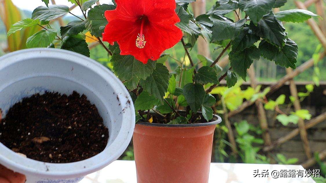 养花给根消毒,养花只用塑料袋