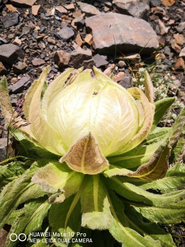 天狼之路是否值得一走,传说中的天狼