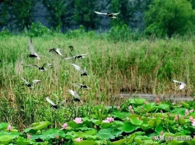 山东夏天值得去的旅游景点,夏天适合去的湖泊