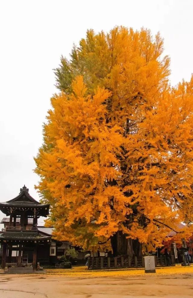 名古屋生活攻略,名古屋周边游线路攻略