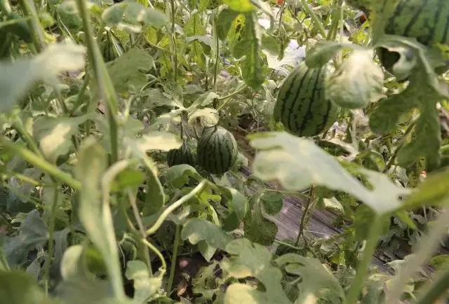 德国平民旅行车,不到20万买旅行车