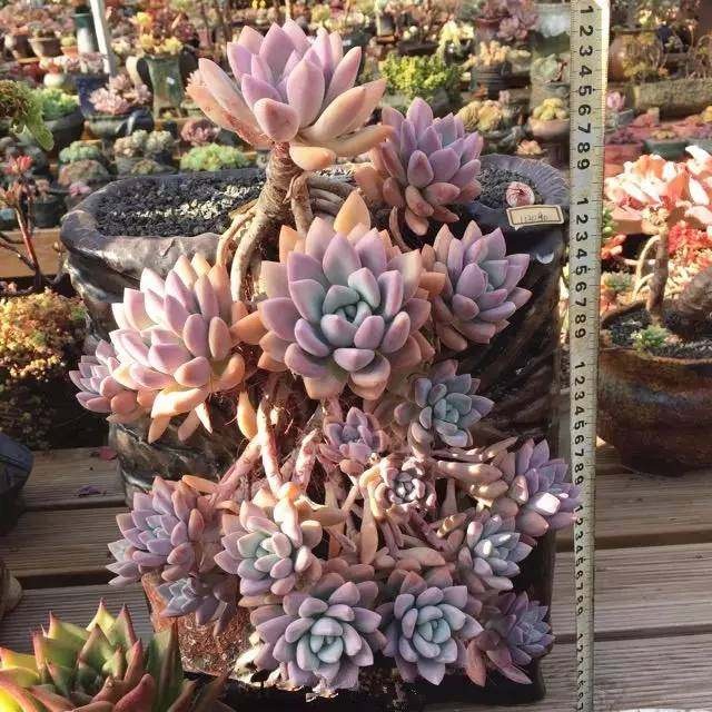 出太阳可以给多肉浇水吗,北方冬天室内如何给多肉浇水