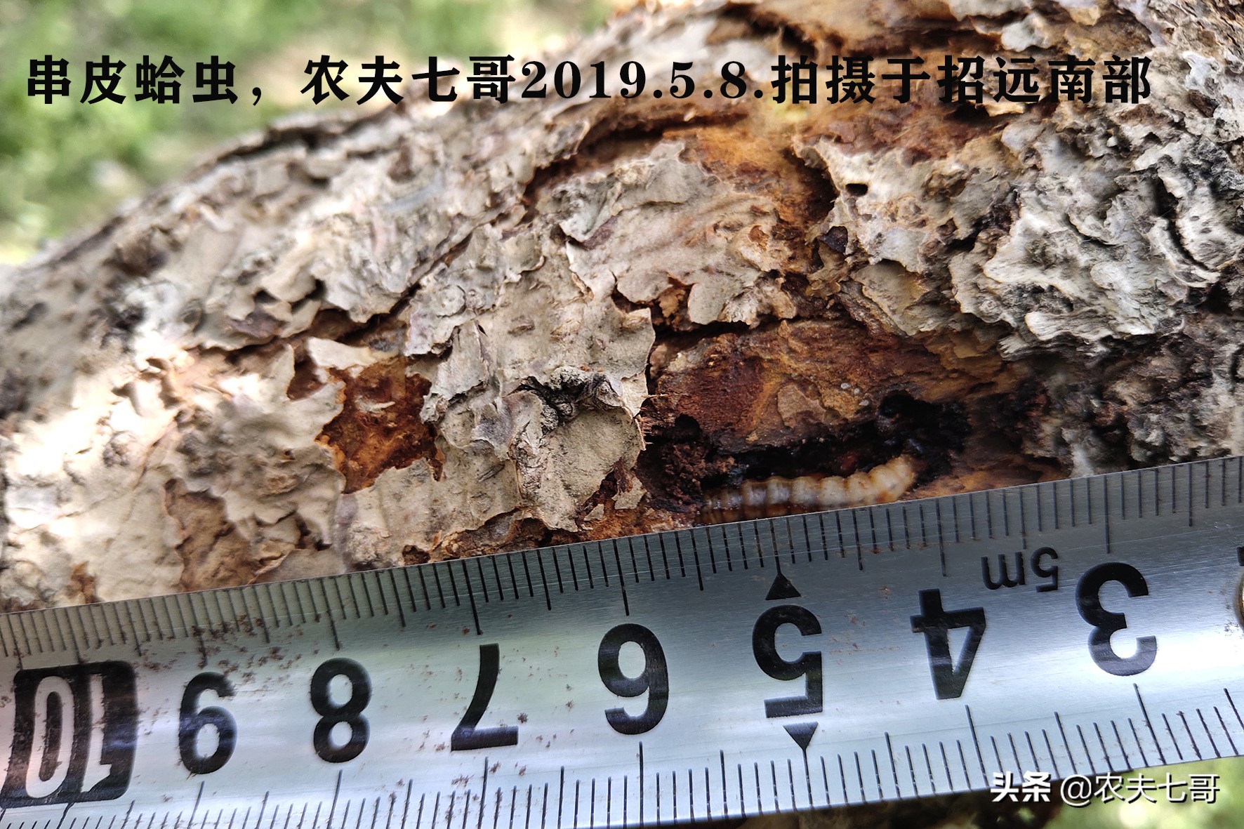 苹果树越冬害虫调查四：串皮蛤虫，隐藏深危害重，容易引起腐烂病