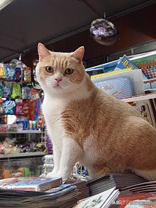 萌猫十大明星,十大萌猫排名