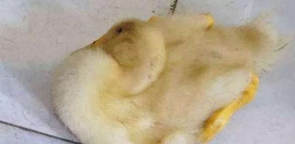 小鸭子只喝水不吃食是怎么回事,小鸭子一只不吃东西怎么办