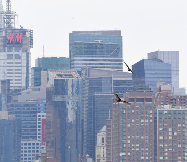 野猪、美洲狮“进城”都不稀奇，它的到来却让无数纽约人毛骨悚然