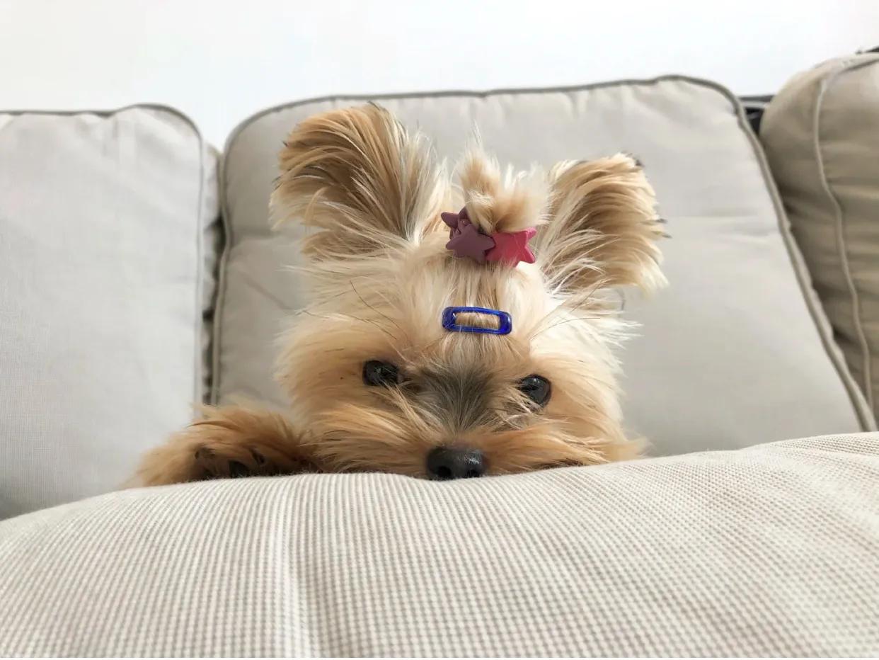 约克夏常见疾病及处理办法,一般约克夏会有什么病