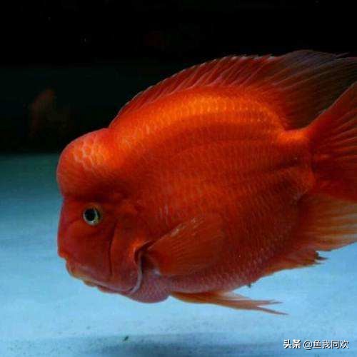 鹦鹉财神鱼喂什么食物,鹦鹉财神鱼如何饲养