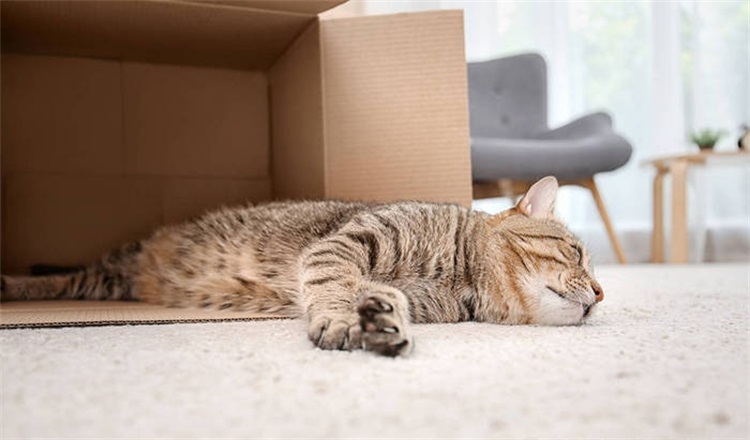 猫咪总是乱尿屎有什么解决方法,猫咪乱尿太烦人听听医生怎么说