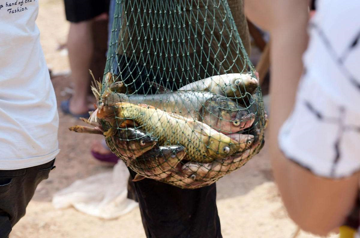 内河鱼泉之谜完整版免费,鱼泉之谜全集解说完整版