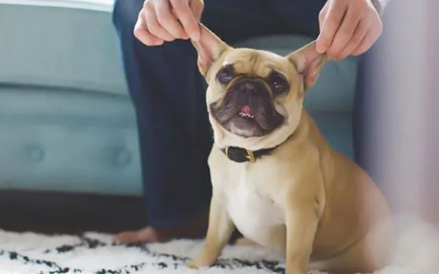 又一只狗被棉签掏聋：主人处理的方法，比耳螨更可怕