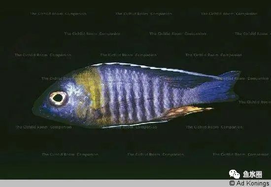 三湖慈鲷马鲷孔雀珍珠系能长多大,三湖慈鲷之孔雀