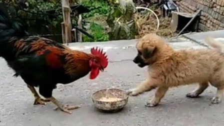 鸡犬不定和鸡犬不宁有什么区别,鸡犬为什么会有恩怨