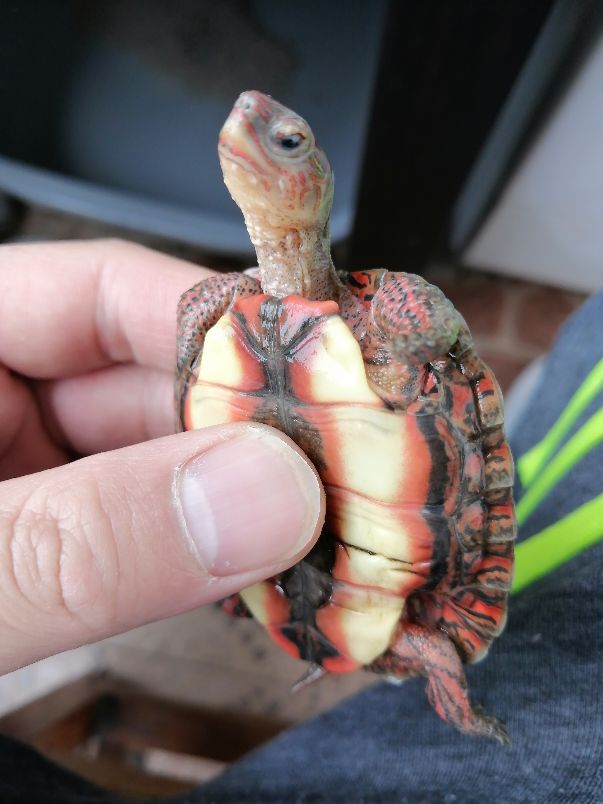 木纹龟生病,木纹龟眼睛出问题