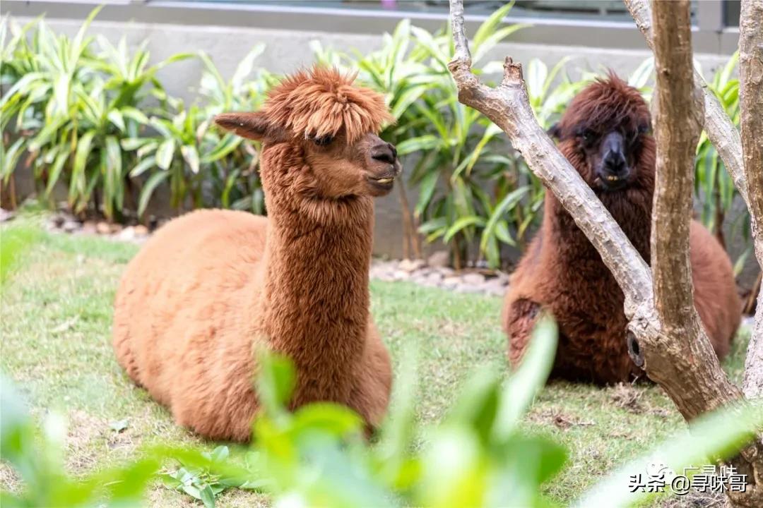 珠海长隆马戏主题酒店,珠海长隆王子公主