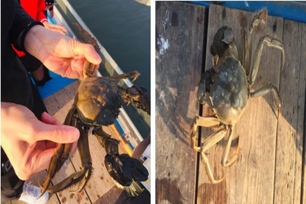 苏州阳澄湖吃蟹住哪个酒店,下榻酒店进餐