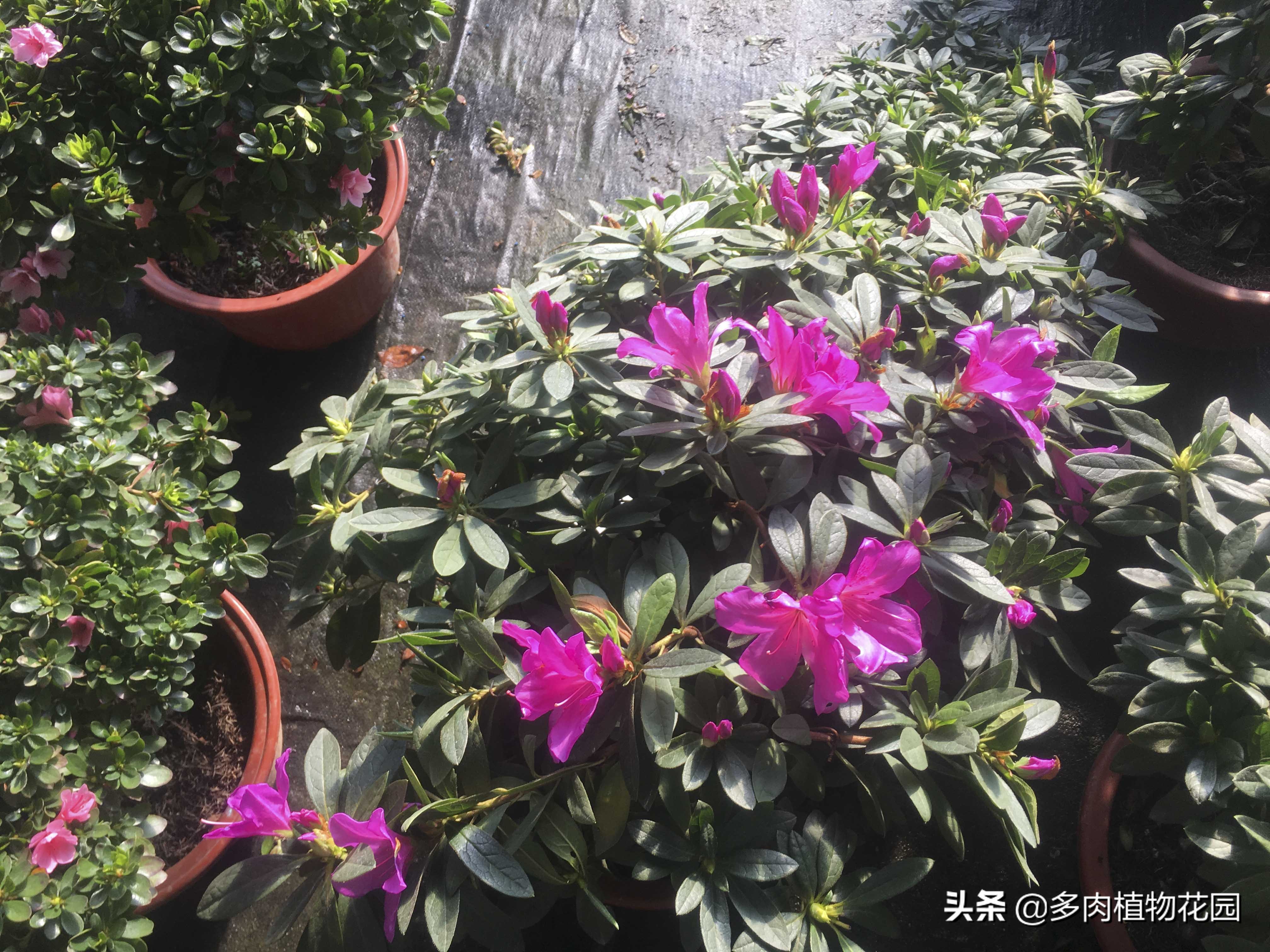 杜鹃怎样才能让它花开得更快更好,水中加入一种东西