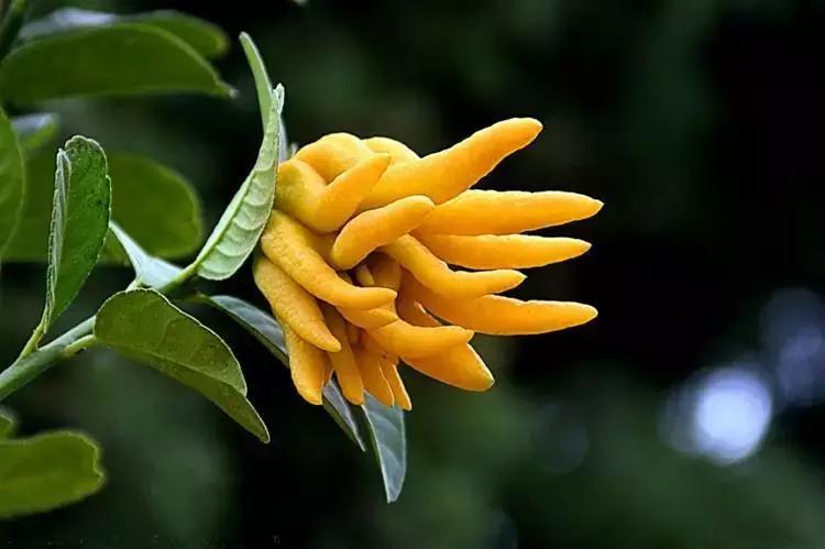 佛手果最简单的种植方法,佛手果里的仙品