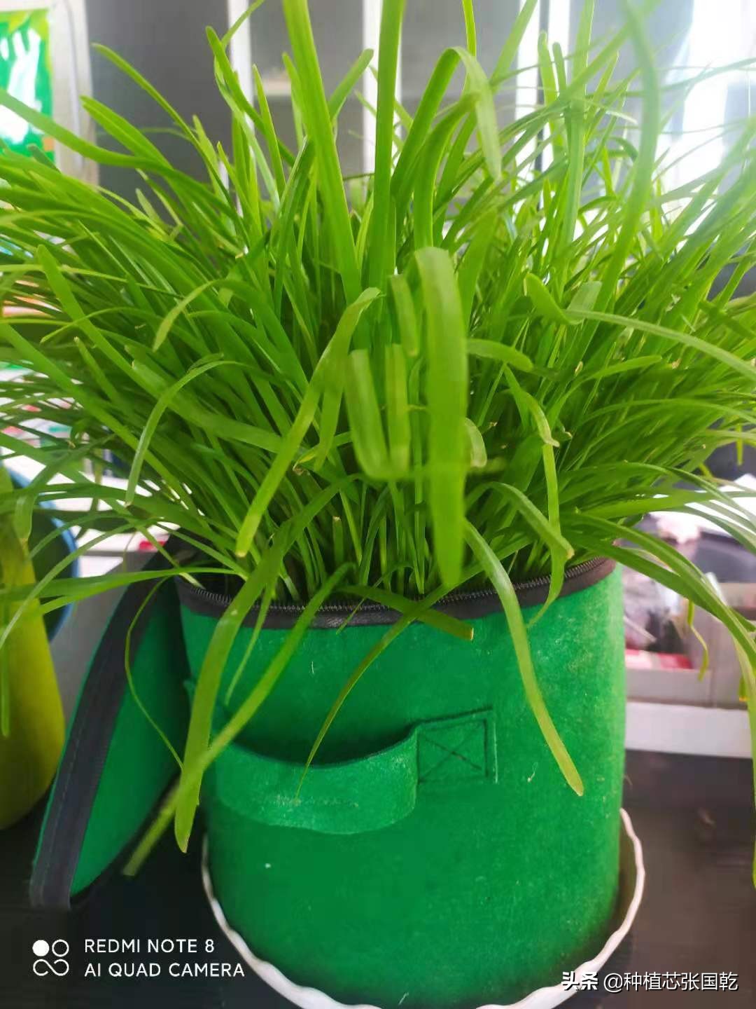 韭菜种植设计图,韭菜创意种植