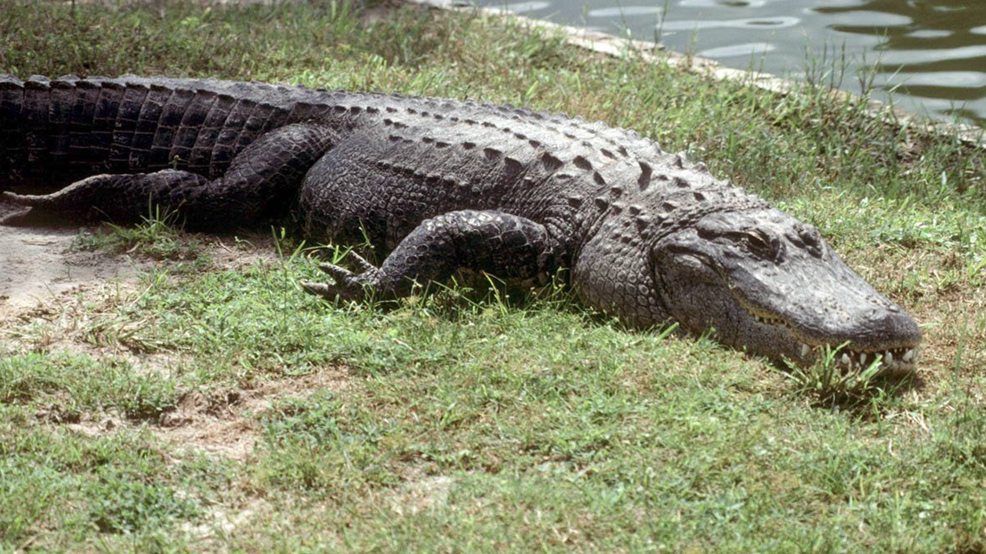 蜗牛智商高的动物,盘点动物世界最慢的动物蜗牛