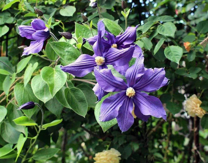 养爬藤花,养爬藤植物对风水好吗