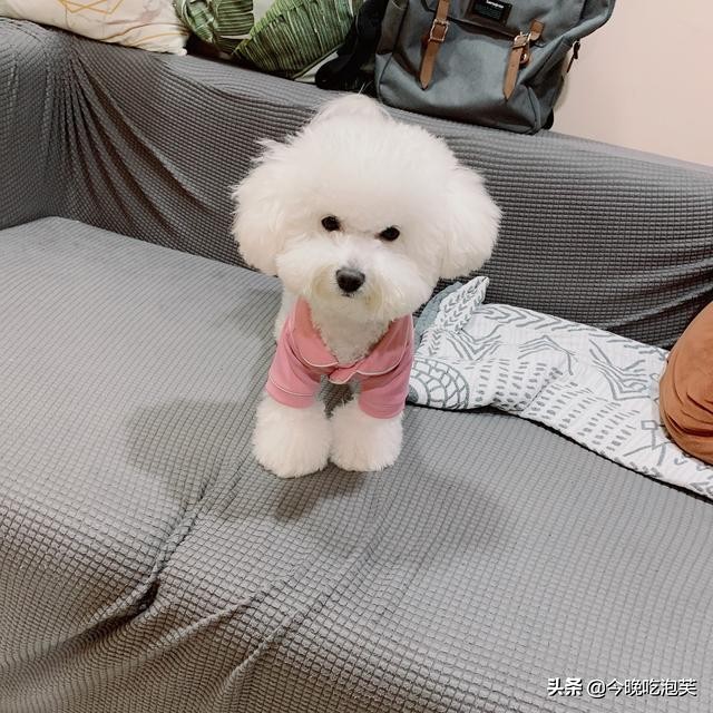 狗狗敏感吠叫怎么纠正,狗狗敏感胆小咬人怎么办