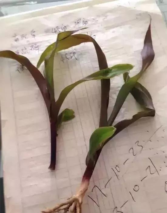 玉米发黄死苗用什么农药好,玉米苗死苗怎样防治