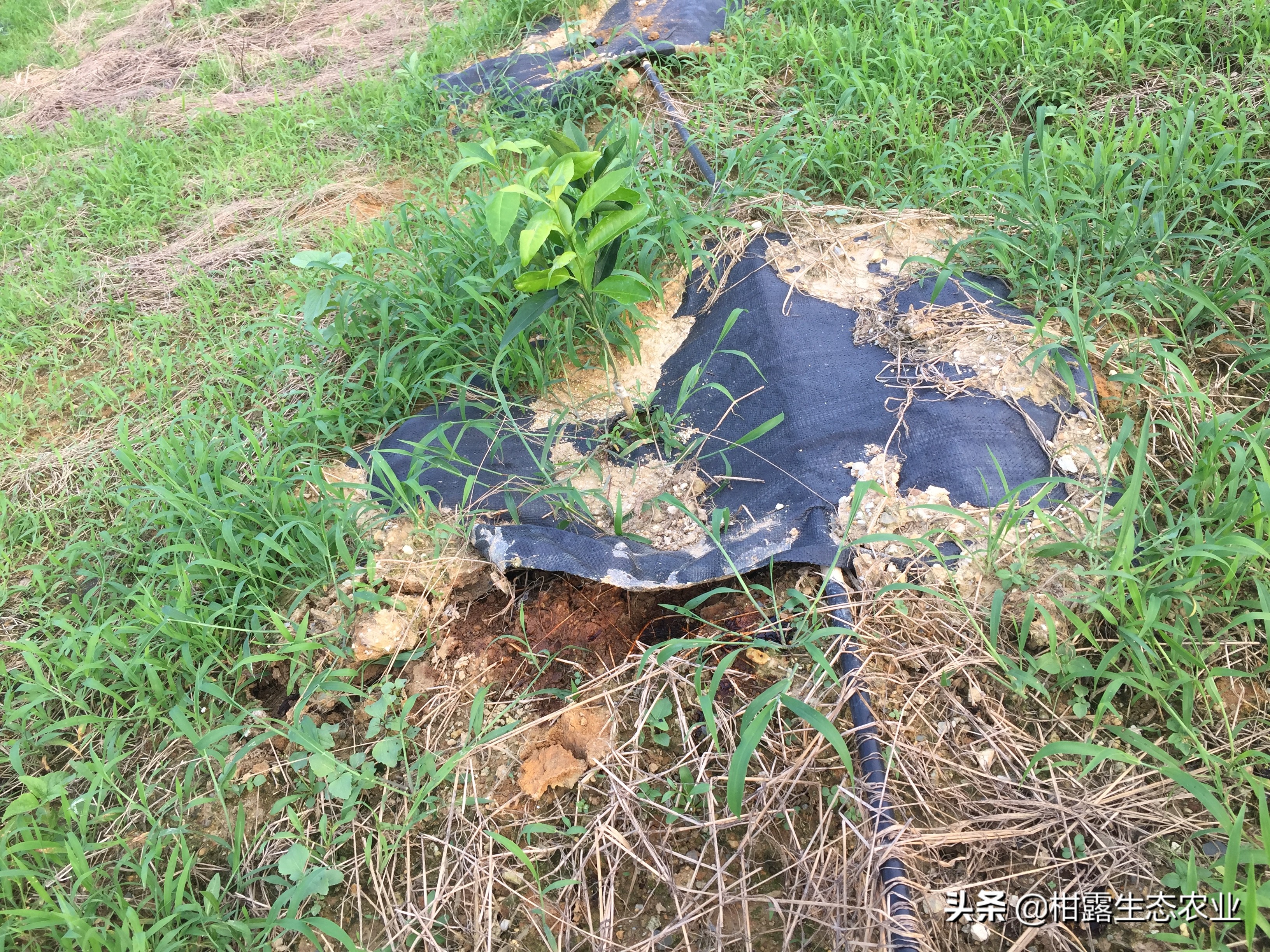 新型肥料行业前景,肥料的流行趋势