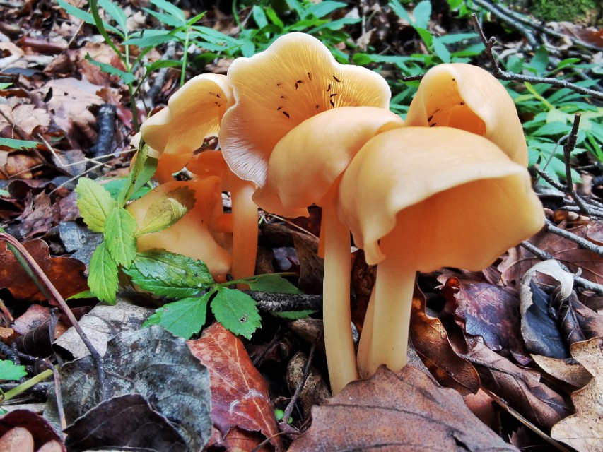 吃在驼梁，体验舌尖上的味道/郝贵云