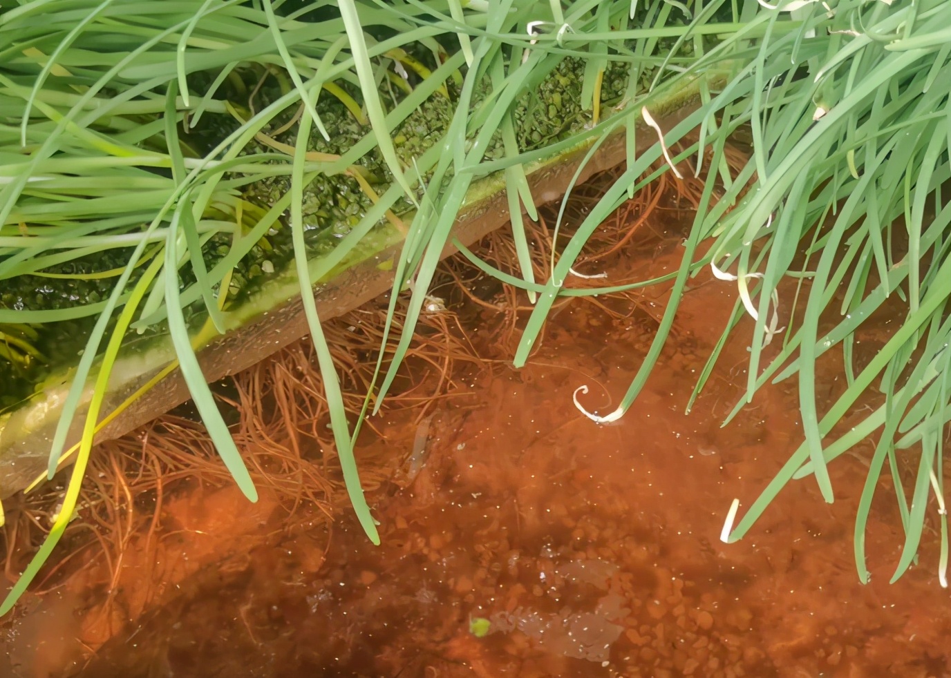 韭菜长势不旺还有黄叶怎么回事,韭菜干黄叶怎么办