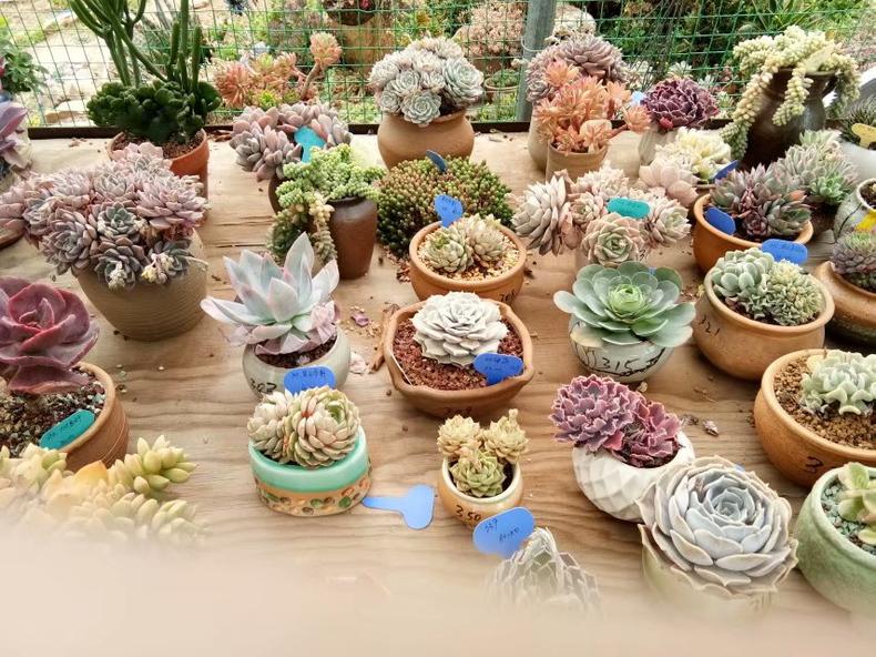 春天多肉怎么打理才好看,多肉一个月不见太阳会怎样