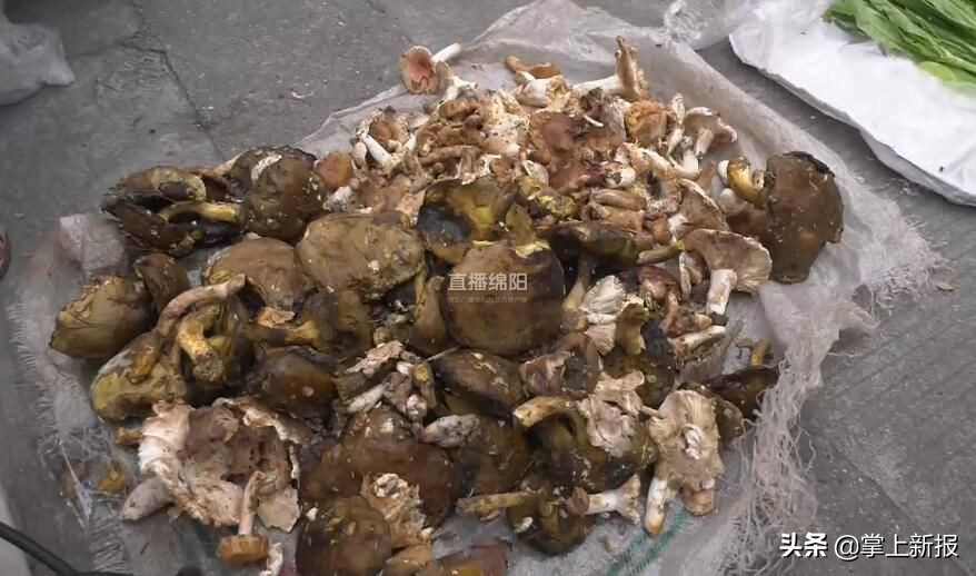 野生毒蘑菇销毁,野生蘑菇当地市场监管部门销毁
