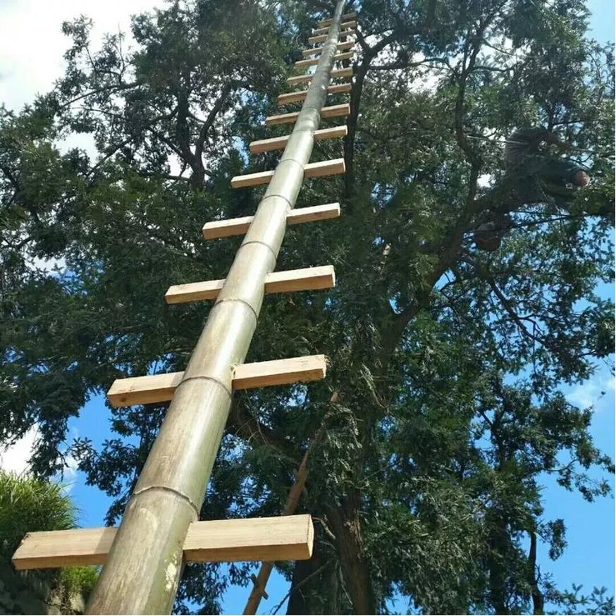 中国特有的坚果香榧,有奇怪香味的坚果