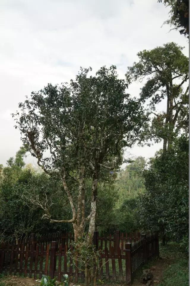 为什么在网上买不到合适的茶,网上买的茶为什么不好