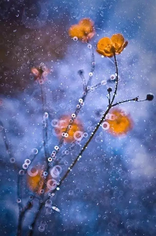 绝美花朵摄影佳作,波兰花朵摄影作品欣赏