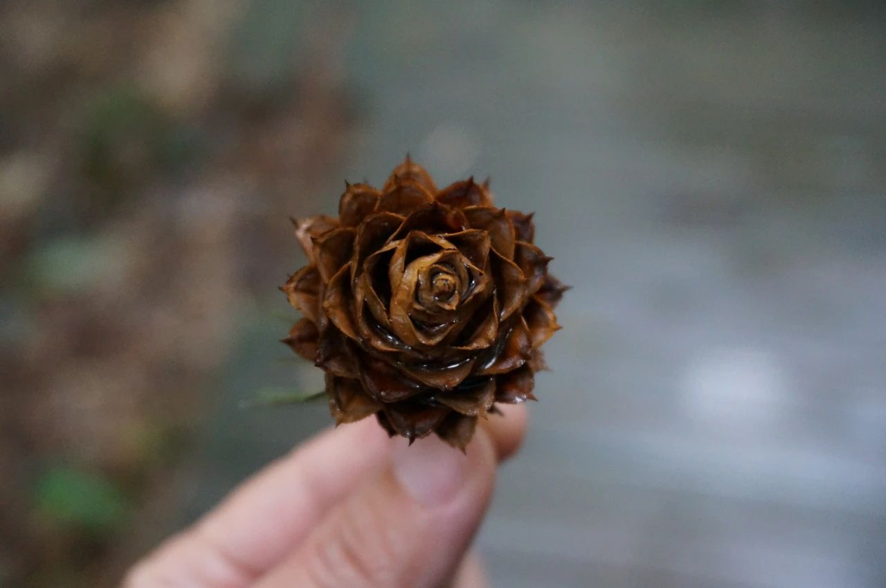 重庆的行道树有哪些,重庆高山老树