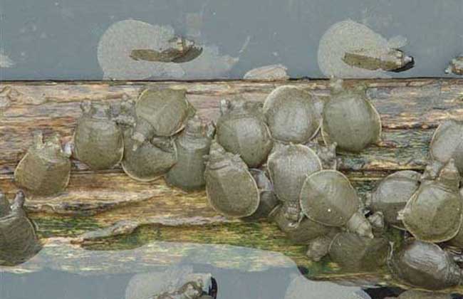 甲鱼养殖技术与管理,甲鱼怎么养殖视频教程