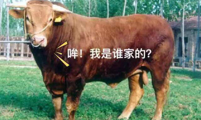 养牛养好胃是关键不花钱给牛健胃,养牛给牛吃什么长肉快成本又低