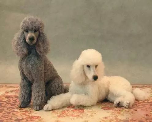 45只名犬排行,45种名犬您都认识吗