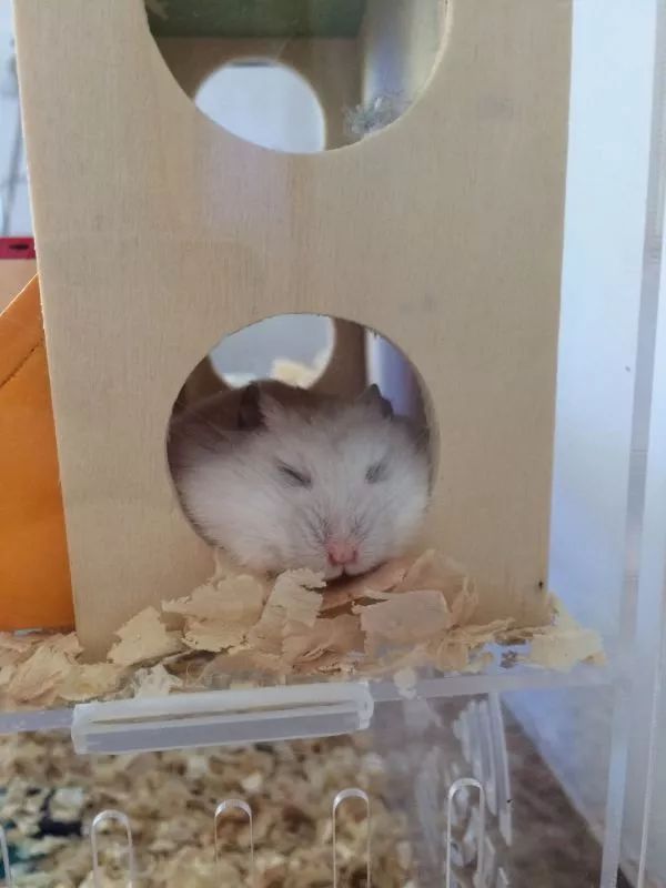 养仓鼠7天就死了,养仓鼠养到破产