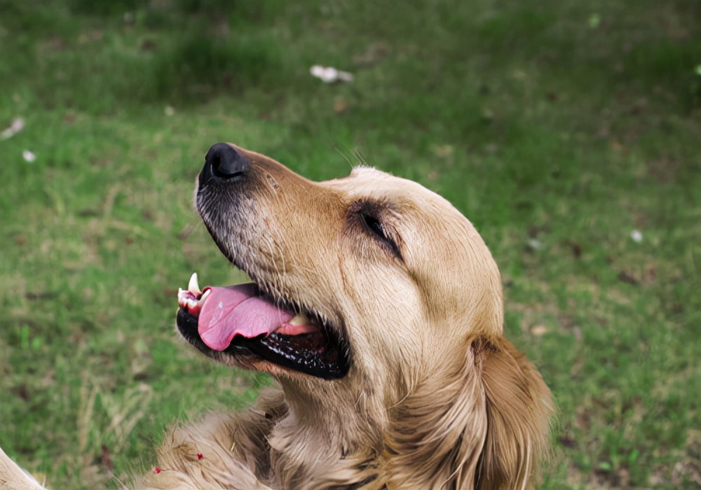 养狗小技巧狗来例假,养狗经验分享多读书