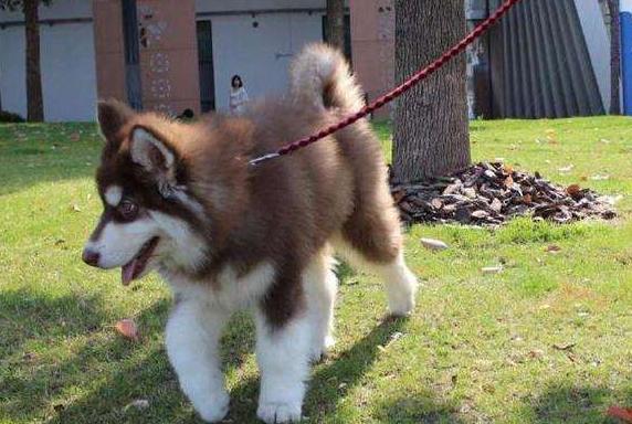 阿拉斯加挑食怎么办？这几个办法，一般人我不告诉他