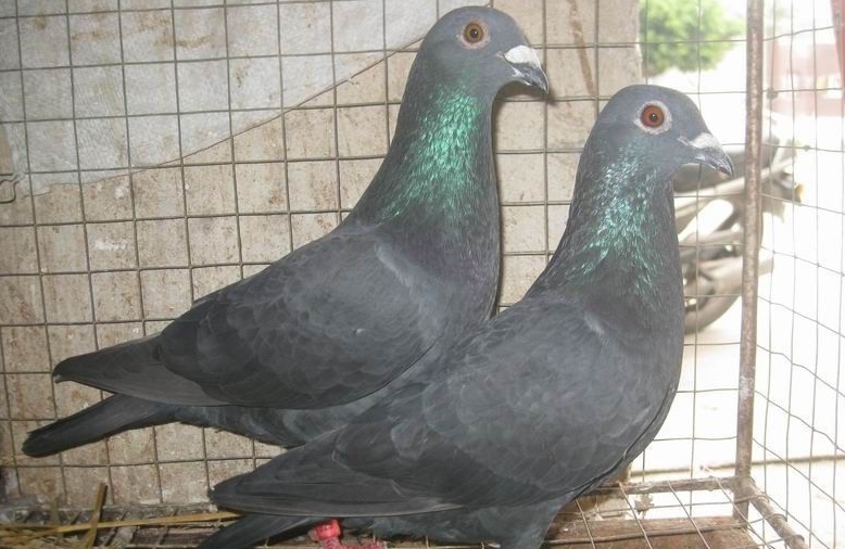 鸽用人药的治疗方法,治鸽病