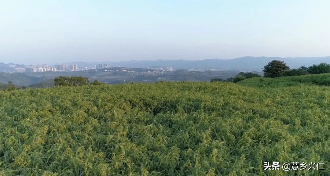 直播带货助推西藏乡村振兴,电商平台直播带货助推乡村振兴