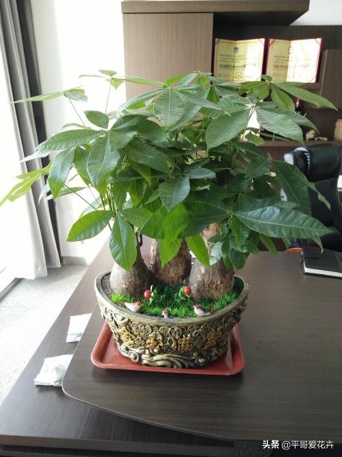 夏天养花怎么避免虫子,养花预防虫子病害视频教程